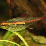 Tetra žiarivá (Hemigrammus erythrozonus)