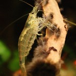 Caridina japonica