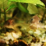 Pancierníček zlatopásikavý (Corydoras aeneus)