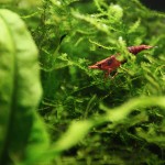 Neocaridina heteropoda var. red