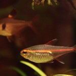 Tetra žiarivá (Hemigrammus erythrozonus)