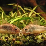 Pancierníček zlatopásikavý (Corydoras aeneus)