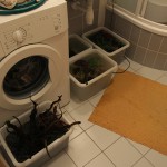 Voda z akvária, rastliny, ryby, korene a nový premytý štrk čakajú v kúpeľni