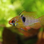 Mikrogeophagus ramirezi - samček